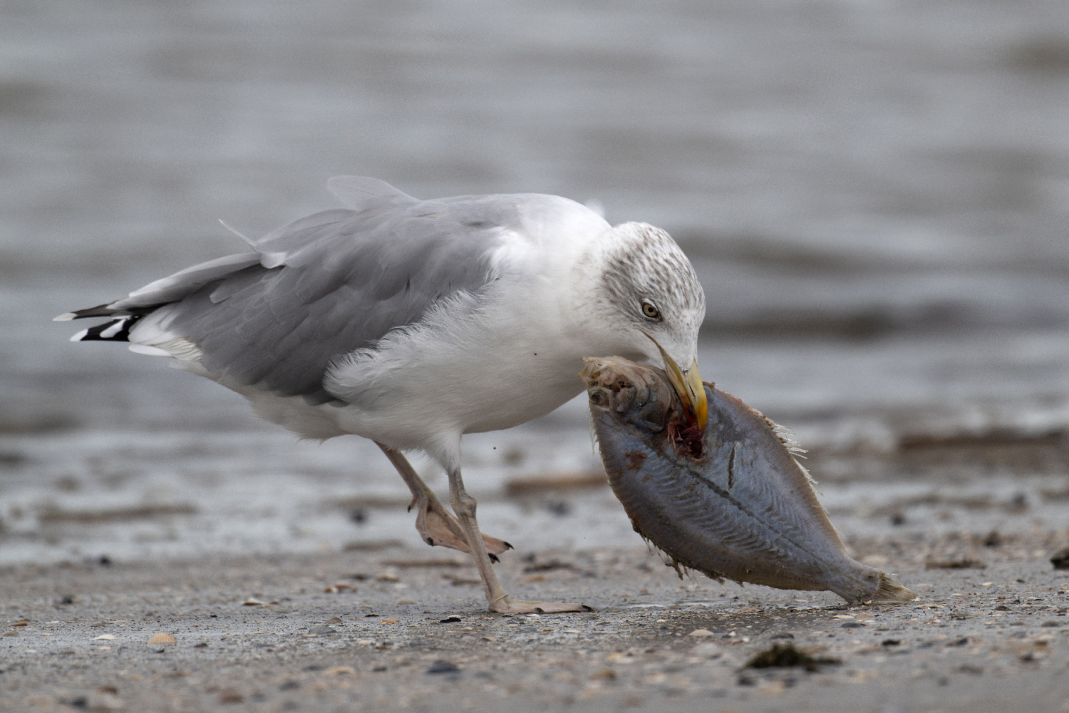 1800_DSC_2031-Verbessert-NR